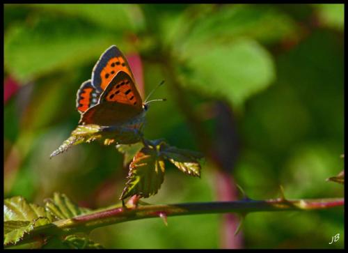 Lycaena phlaeas