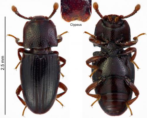 Cerylon fagi