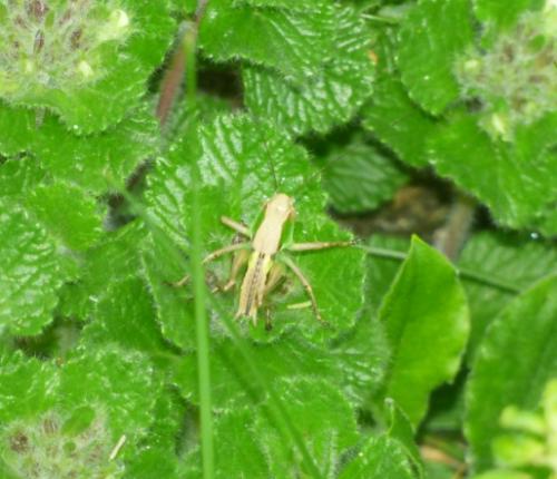 Tettigoniinae