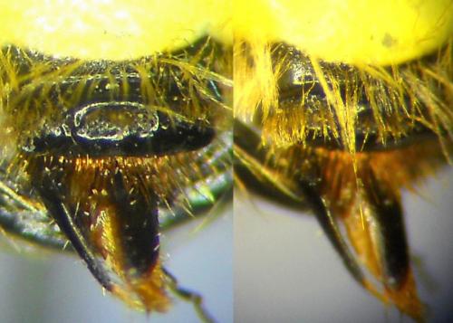Andrena labialis