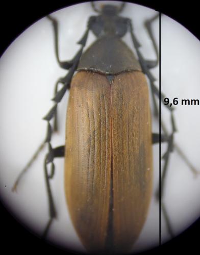 Réf. 185 962 : Pseudocistela ceramboides