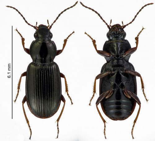 Réf. 185 139 : Pterostichus strenuus