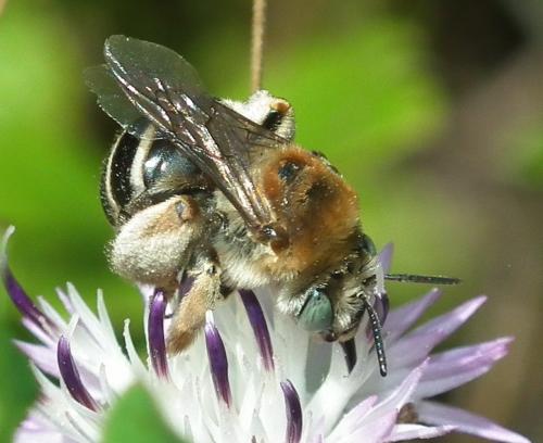 Réf. 185 764 : Tetraloniella sp.