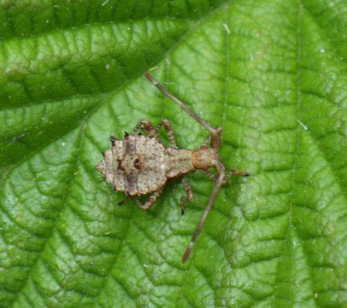 Coreus marginatus