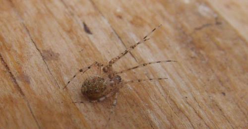 Platnickina nigropunctata