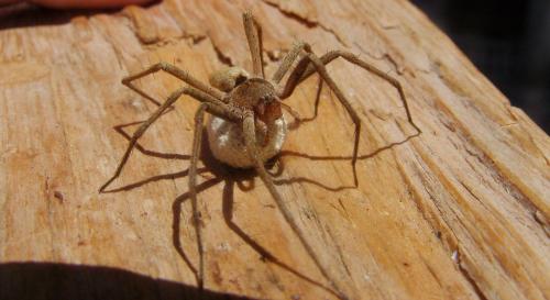 Pisaura mirabilis