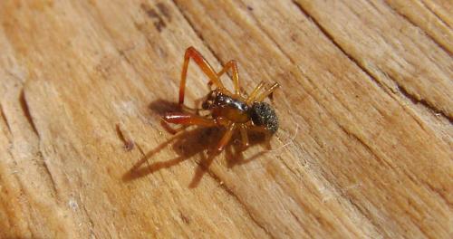 Anelosimus_sl sp.