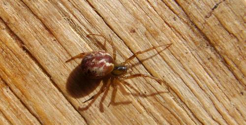 Kochiura aulica