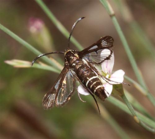 Pyropteron leucomelaena