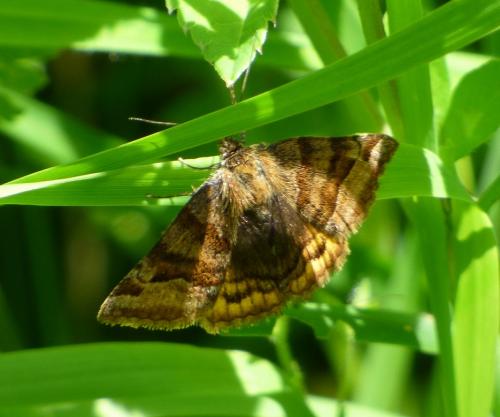 Euclidia glyphica