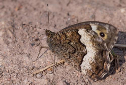 Réf. 185 760 : Hipparchia sp.