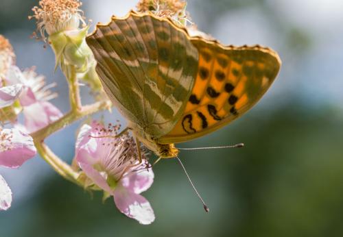 Réf. 185 930 : Argynnis paphia