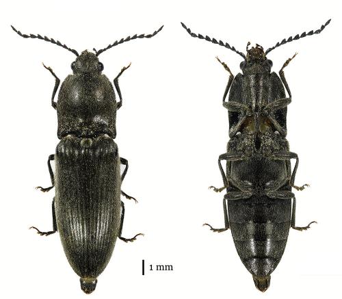Réf. 185 525 : Hemicrepidius sp.