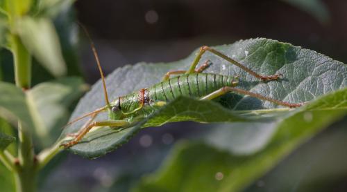 Réf. 185 713 : Ephippiger diurnus diurnus