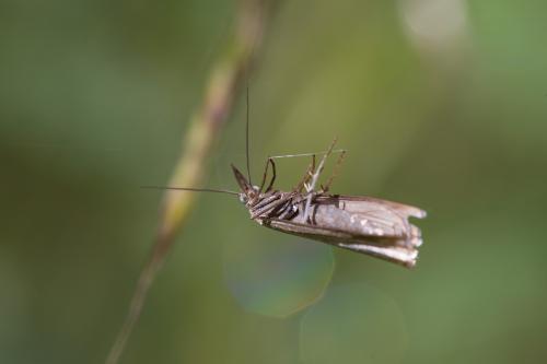 Crambinae