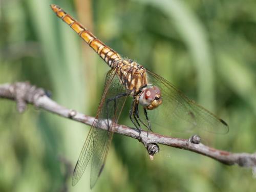 Réf. 185 970 : Trithemis annulata