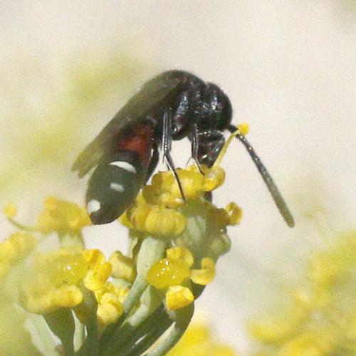 Réf. 185 267 : Sapyga quinquepunctata