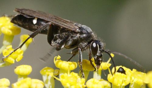 Episyron rufipes