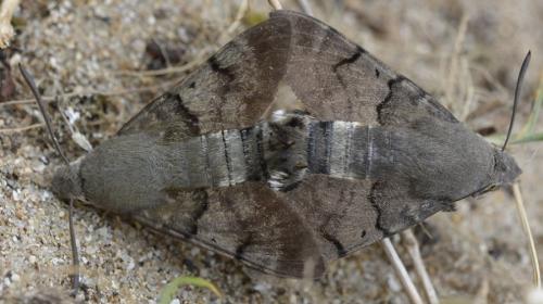 Macroglossum stellatarum