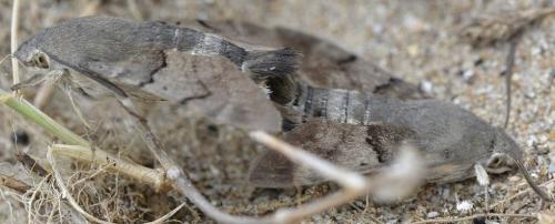 Macroglossum stellatarum