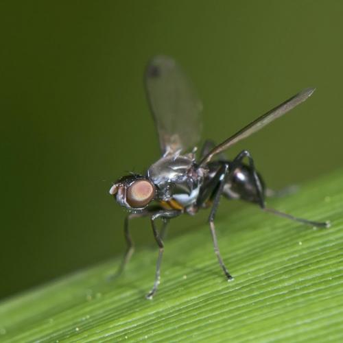 Réf. 185 939 : Sepsis sp.
