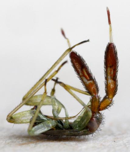 Réf. 185 464 : Heterotoma planicornis