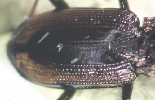 Réf. 185 029 : Notiophilus biguttatus