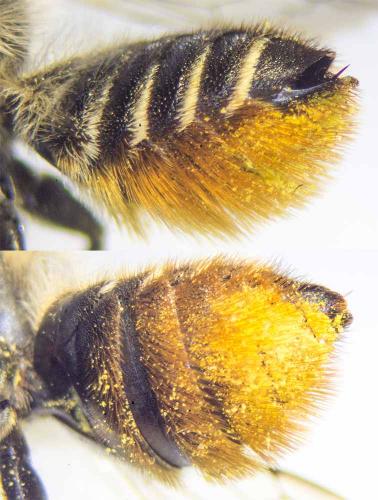Réf. 185 448 : Megachile centuncularis