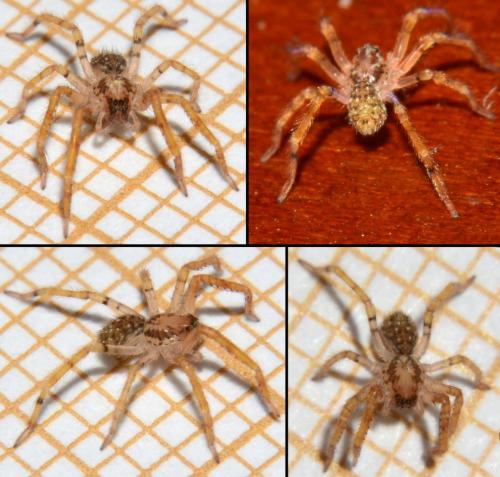 Zoropsis sp.