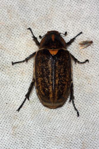 Anoxia sp.