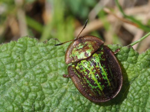 Réf. 185 889 : Cassida canaliculata