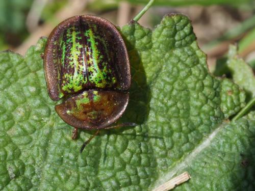 Réf. 185 891 : Cassida canaliculata