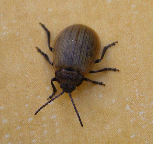 Galeruca pomonae