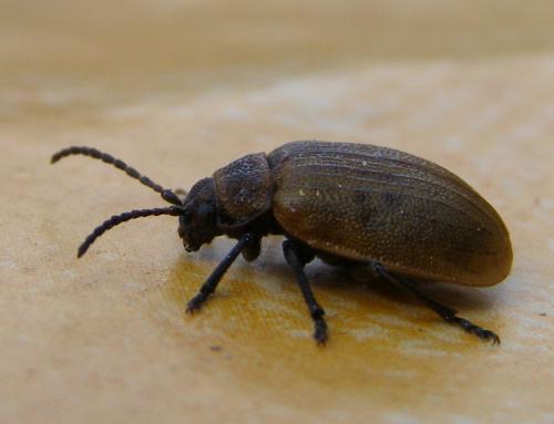 Galeruca pomonae