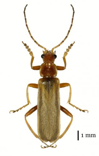 Cantharis rufa