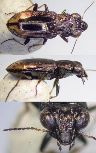 Réf. 185 024 : Notiophilus biguttatus