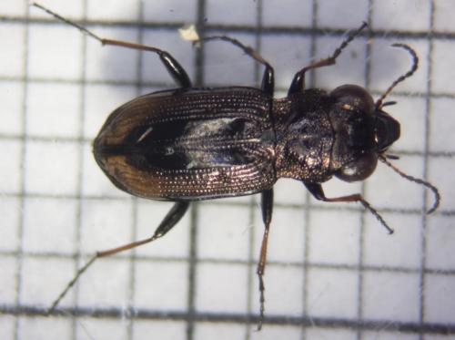 Réf. 185 028 : Notiophilus biguttatus