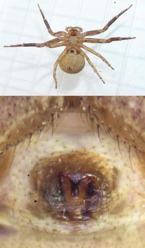 Xysticus kochi