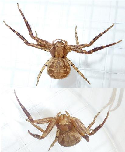 Xysticus kochi