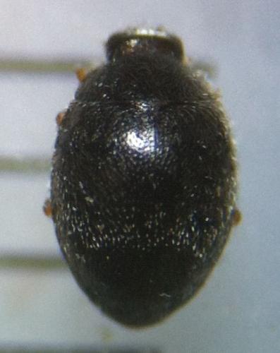 Stethorus pusillus