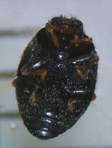 Stethorus pusillus