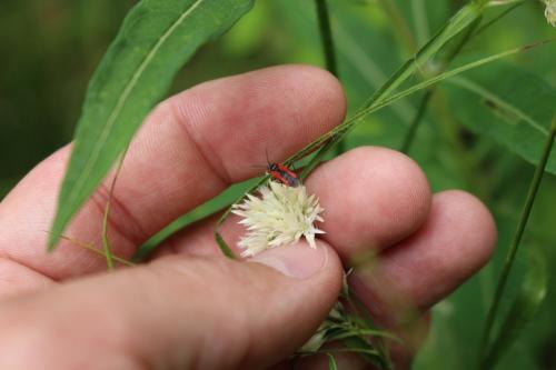 Dionconotus neglectus