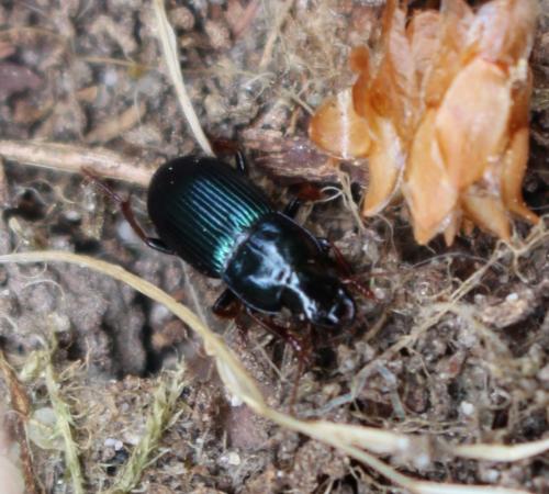 Harpalus rubripes