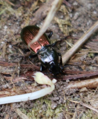 Réf. 185 281 : Pterostichus bicolor