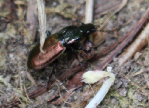 Pterostichus bicolor