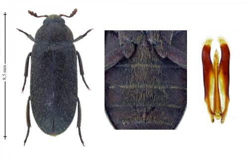 Dermestes haemorrhoidalis