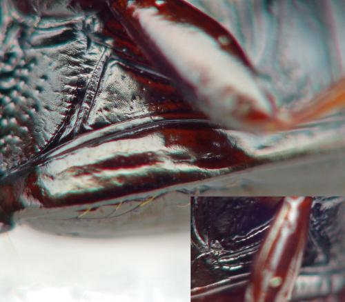Harpalus sulphuripes