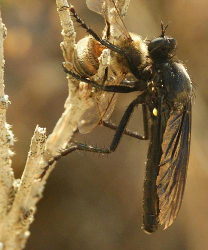 Dasypogon diadema
