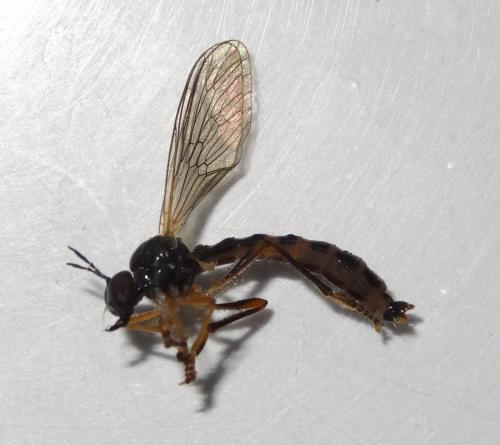 Dioctria rufipes