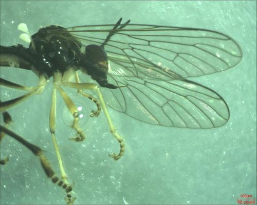 Dioctria rufipes